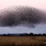 The power of swarm intelligence: “It’s like having 1,000 eyes”